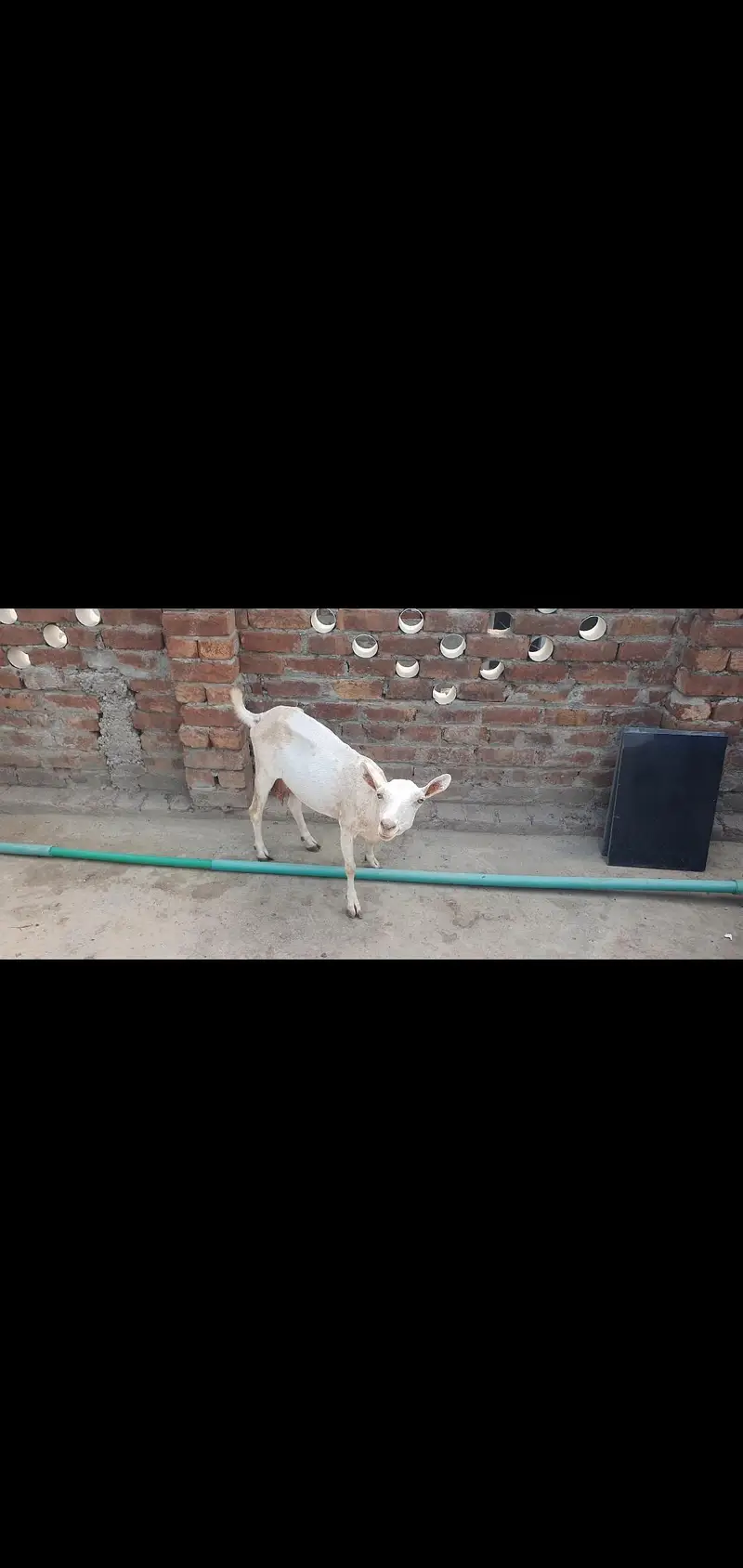 Bakra — photo 5