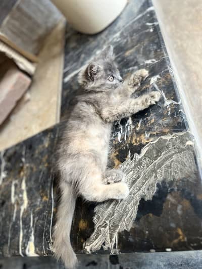 Healthy and active kitten available for Reasonable price