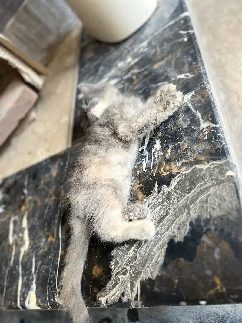 Healthy and active kitten available for Reasonable price — photo 2