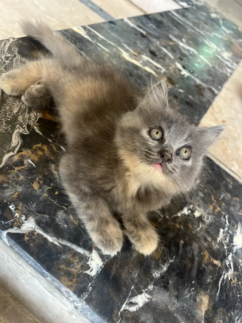 Healthy and active kitten available for Reasonable price — photo 3
