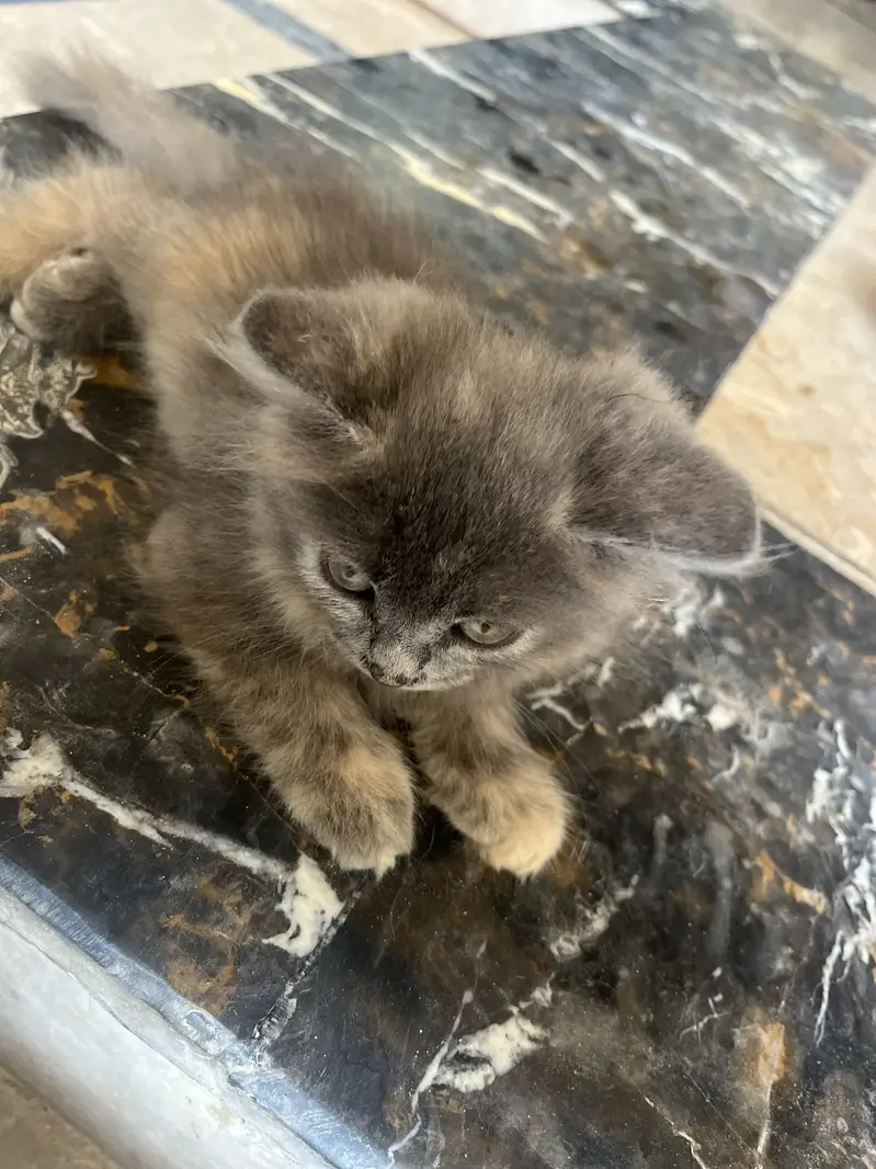 Healthy and active kitten available for Reasonable price — photo 4