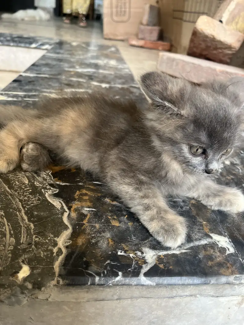 Healthy and active kitten available for Reasonable price — photo 5