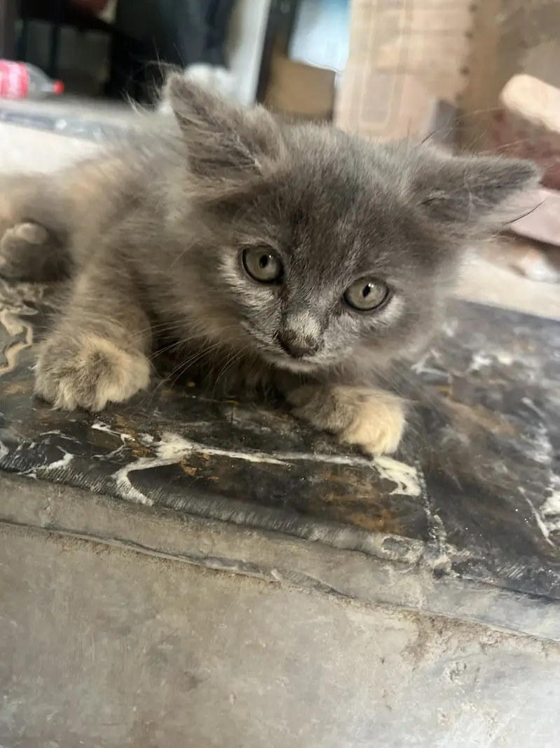 Healthy and active kitten available for Reasonable price — photo 6