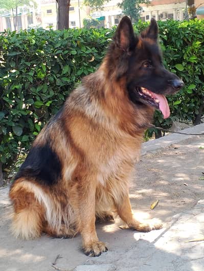 German shepherd king size proper long coat