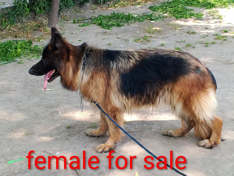 German shepherd king size proper long coat — photo 2
