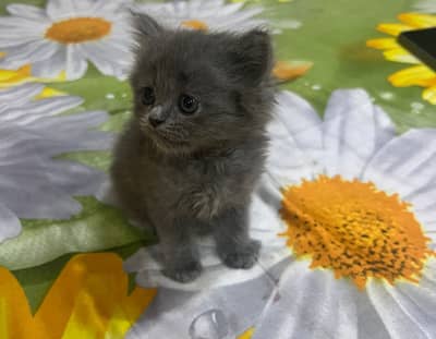 Persian kitten for sale
