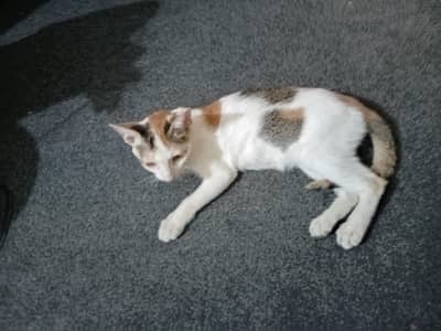 . persion cats for sale