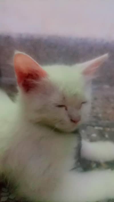 Persian kittens