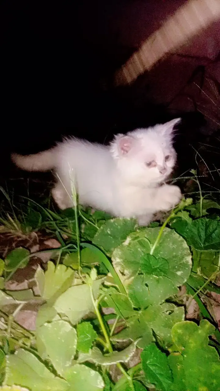 Persian kittens — photo 2