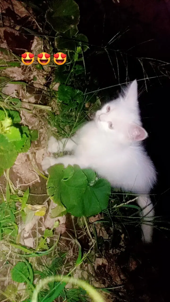 Persian kittens — photo 3