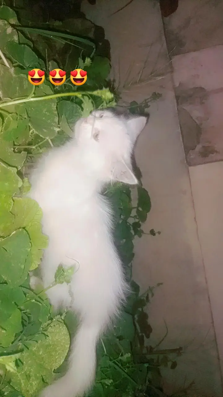 Persian kittens — photo 4