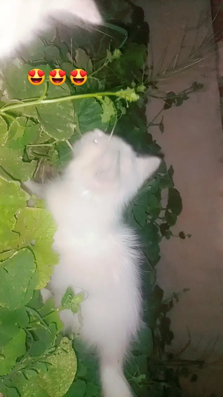 Persian kittens — photo 5