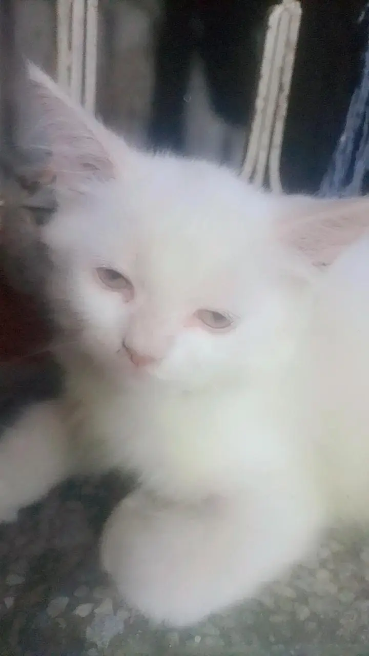 Persian kittens — photo 6