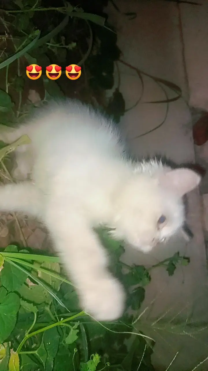Persian kittens — photo 7