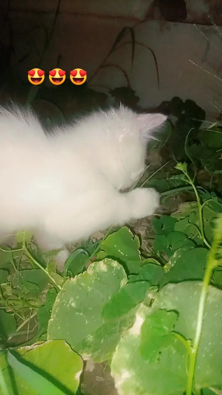 Persian kittens — photo 8