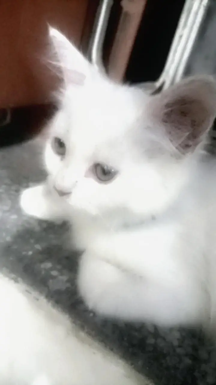 Persian kittens — photo 9