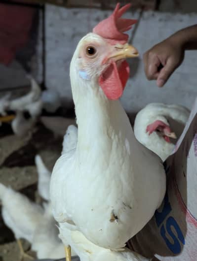 Egg lying Layers for sale