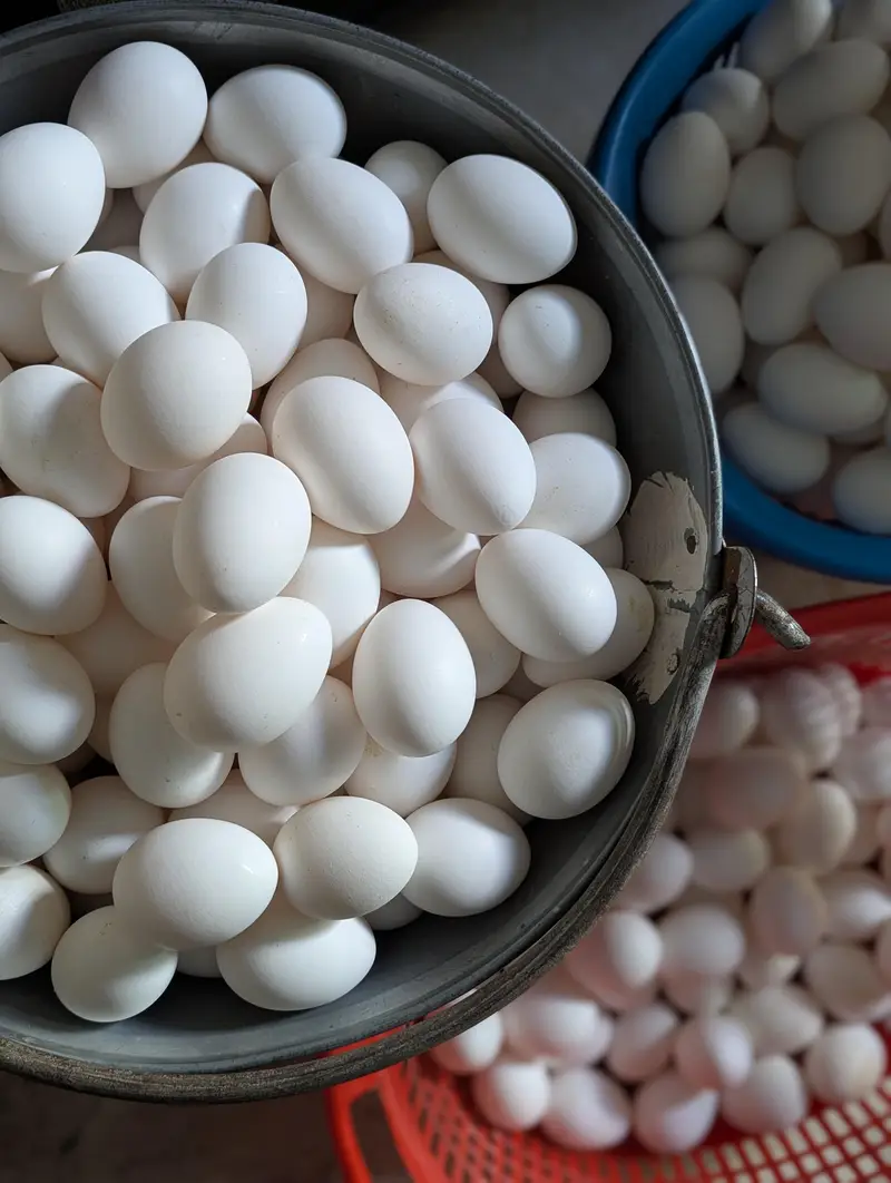 Egg lying Layers for sale — photo 3