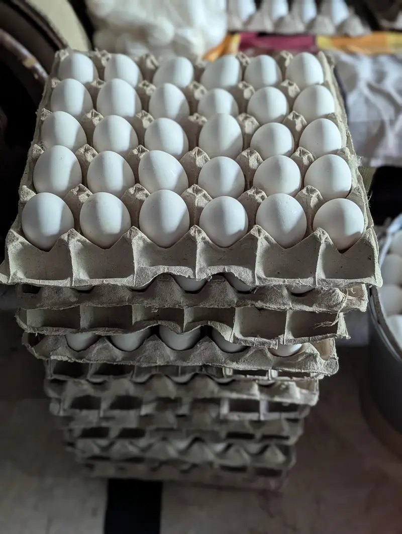 Egg lying Layers for sale — photo 4