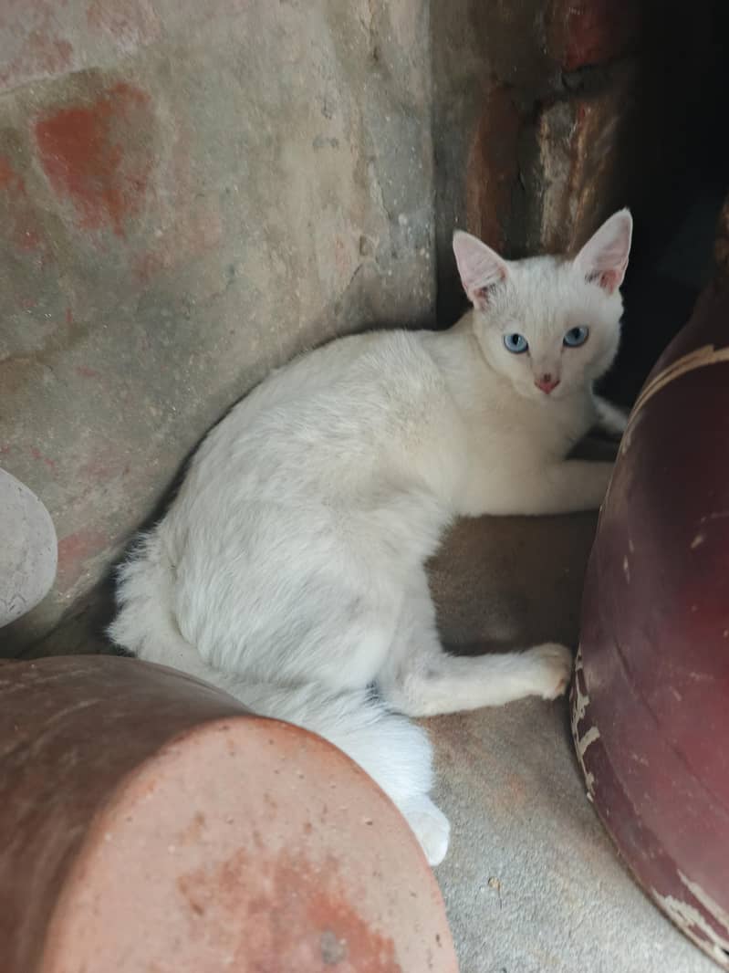 Persian 0