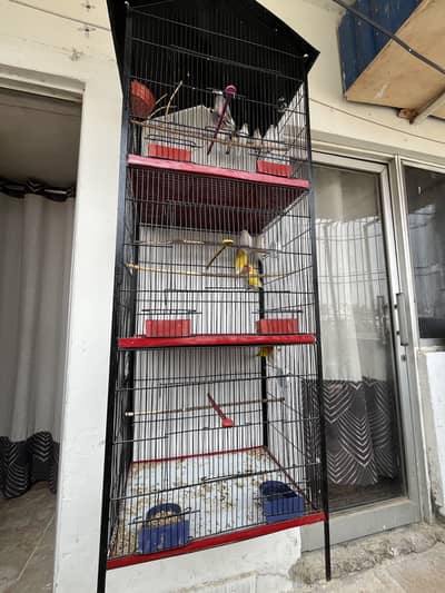 Complete setup for sell with Cage & Birds