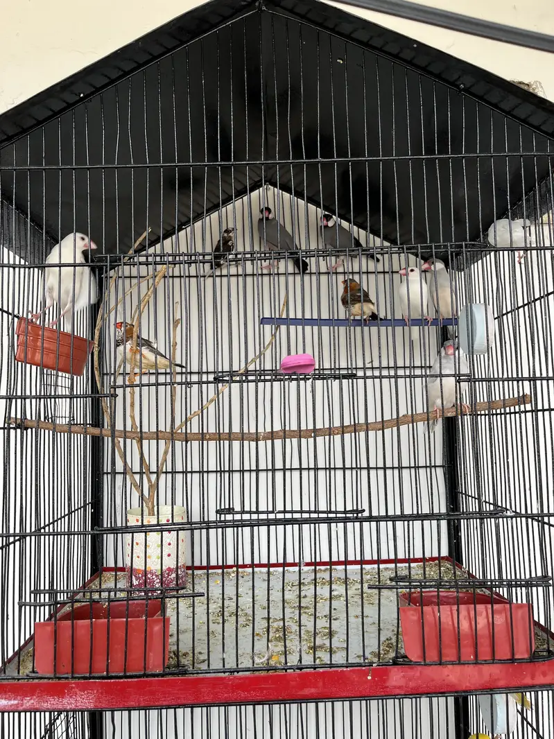 Complete setup for sell with Cage & Birds — photo 2