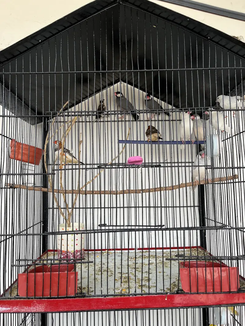Complete setup for sell with Cage & Birds — photo 3