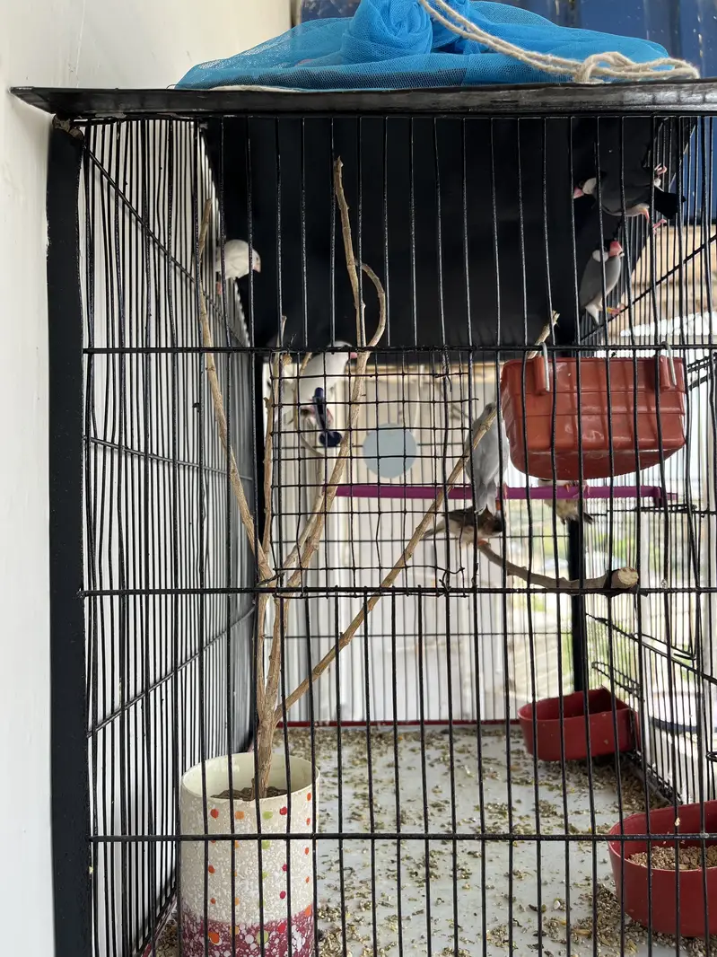 Complete setup for sell with Cage & Birds — photo 4