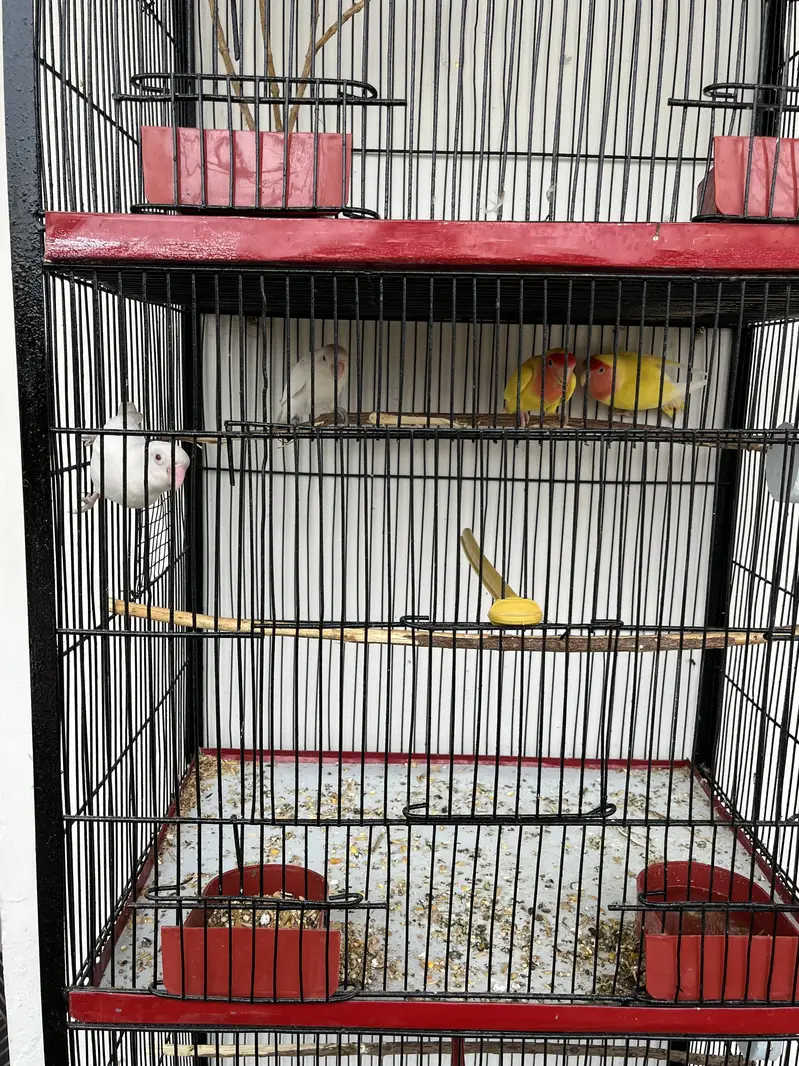 Complete setup for sell with Cage & Birds — photo 5