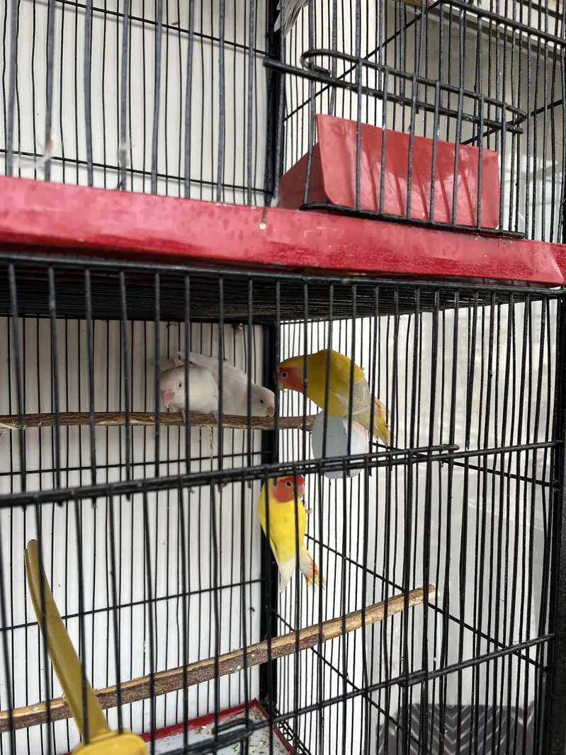 Complete setup for sell with Cage & Birds — photo 6