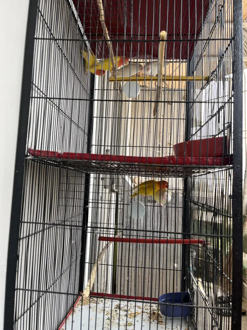 Complete setup for sell with Cage & Birds — photo 7