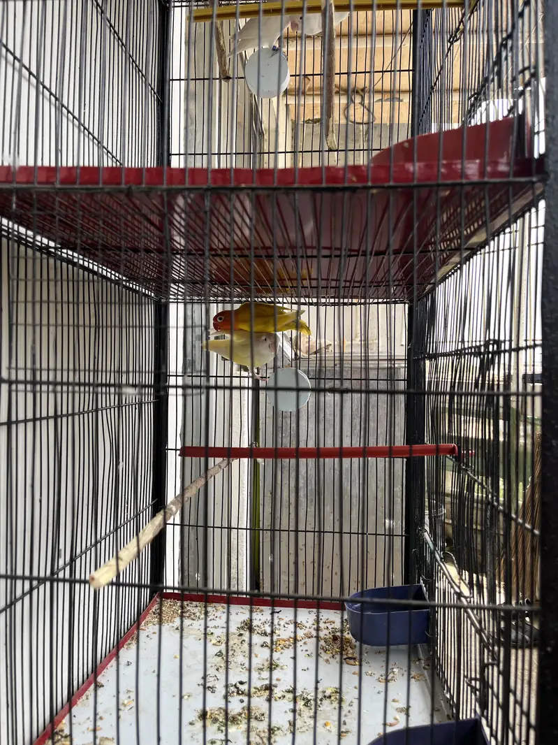 Complete setup for sell with Cage & Birds — photo 8