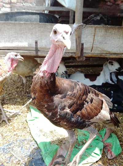 beautiful turkey bird's