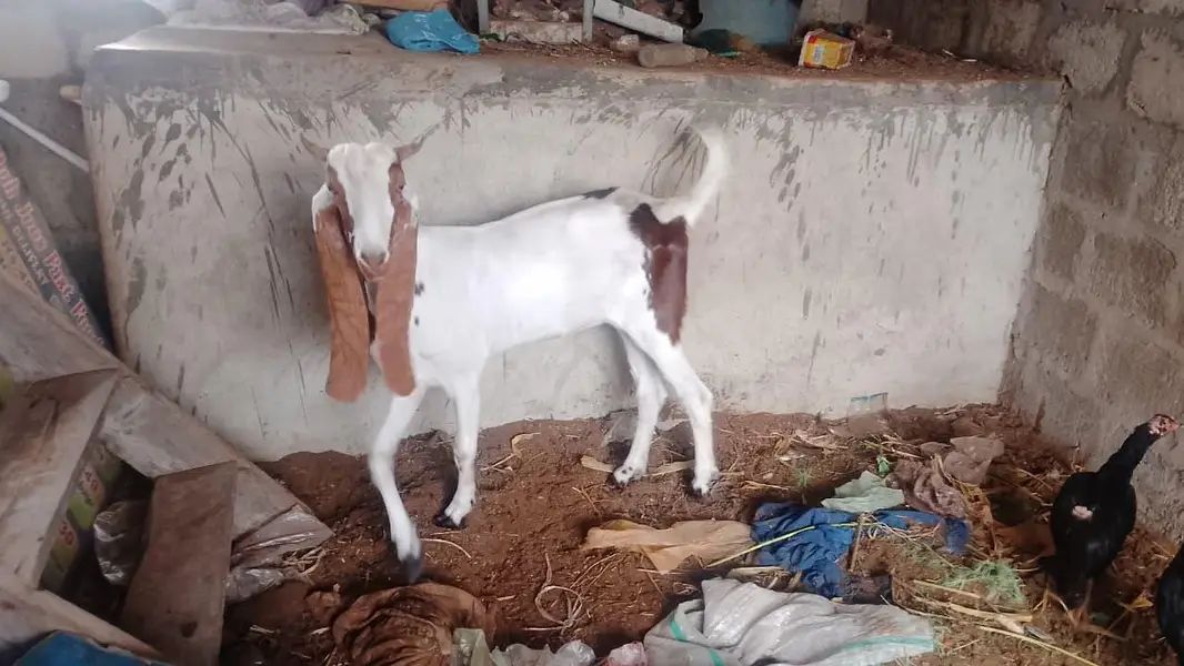 kamori bakri full active — photo 3