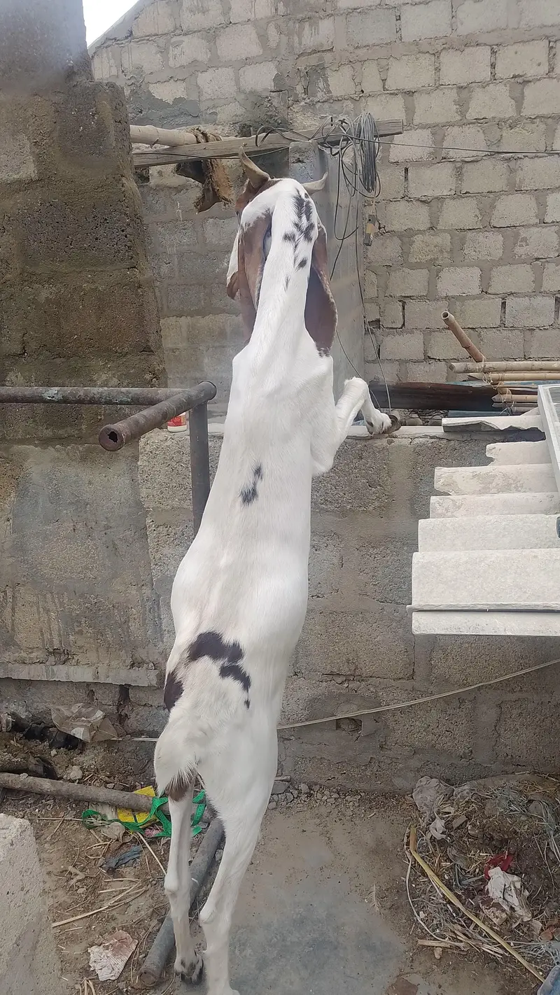 kamori bakri full active — photo 4