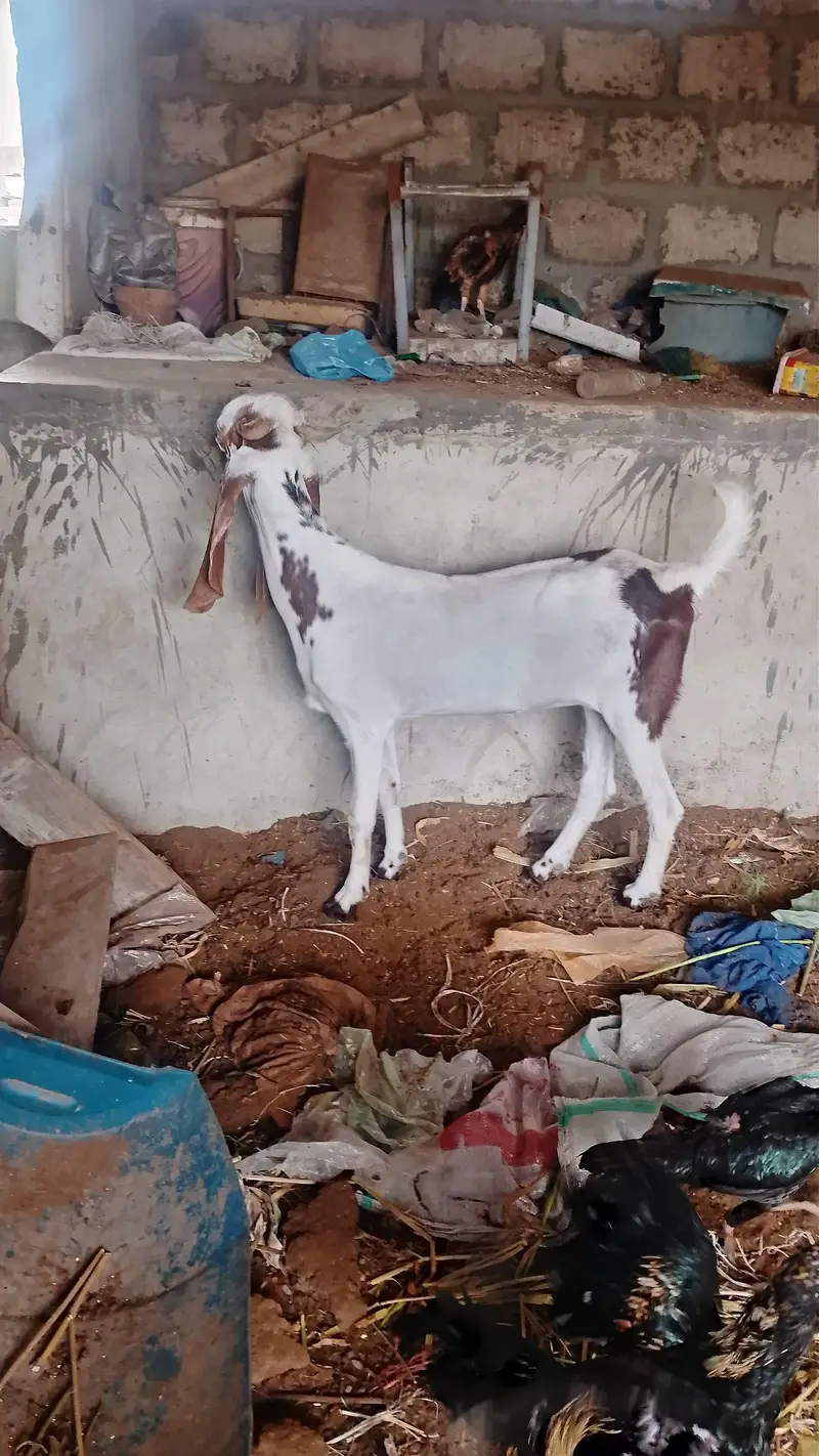 kamori bakri full active — photo 5
