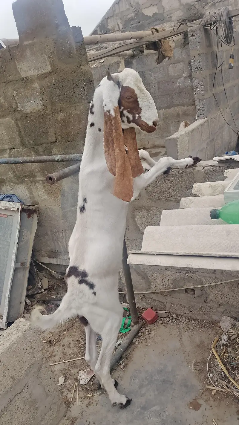 kamori bakri full active — photo 6