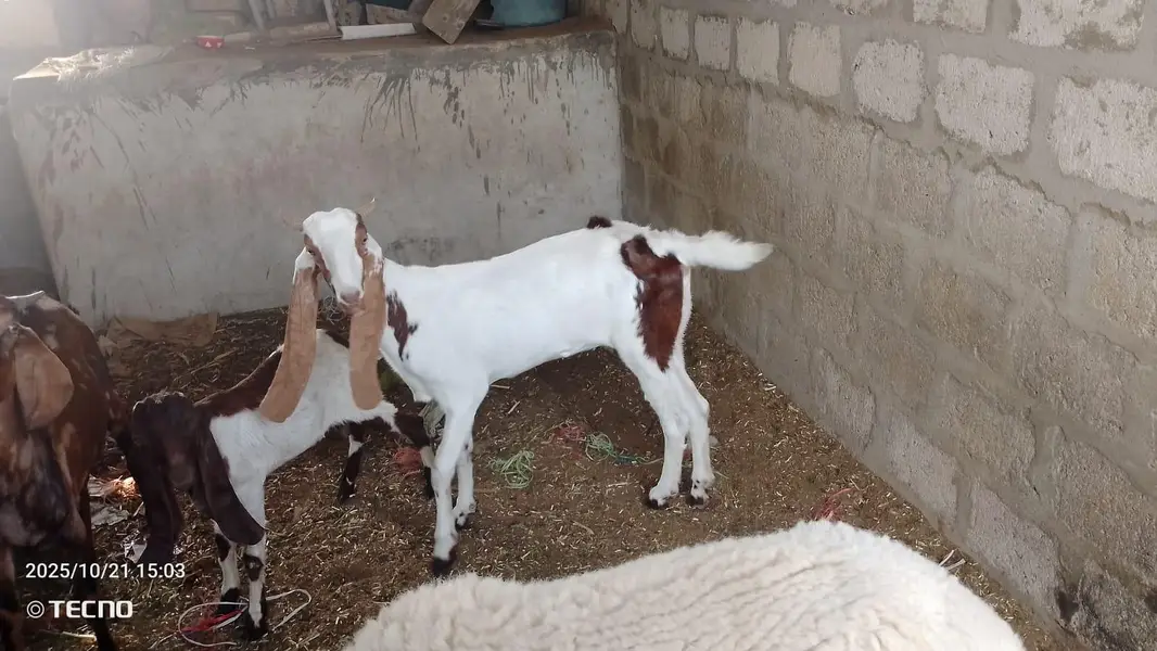 kamori bakri full active — photo 7