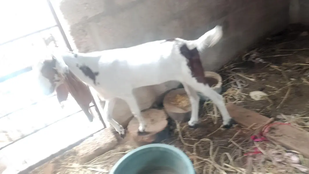 kamori bakri full active — photo 8