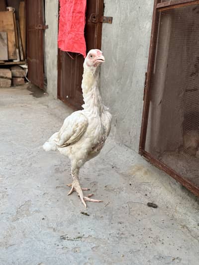 Aseel heera female pure nori white all white eye leg everything Aseel