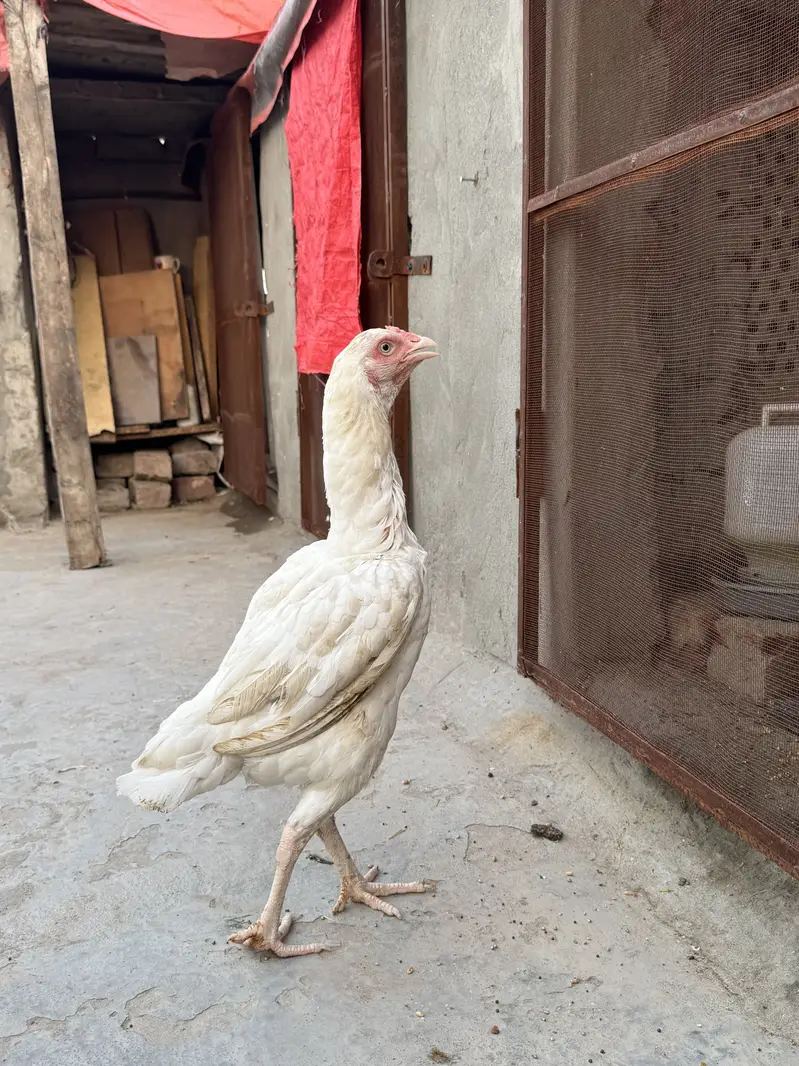 Aseel Heera | Pure White | Male Female Breeder Available — photo 2