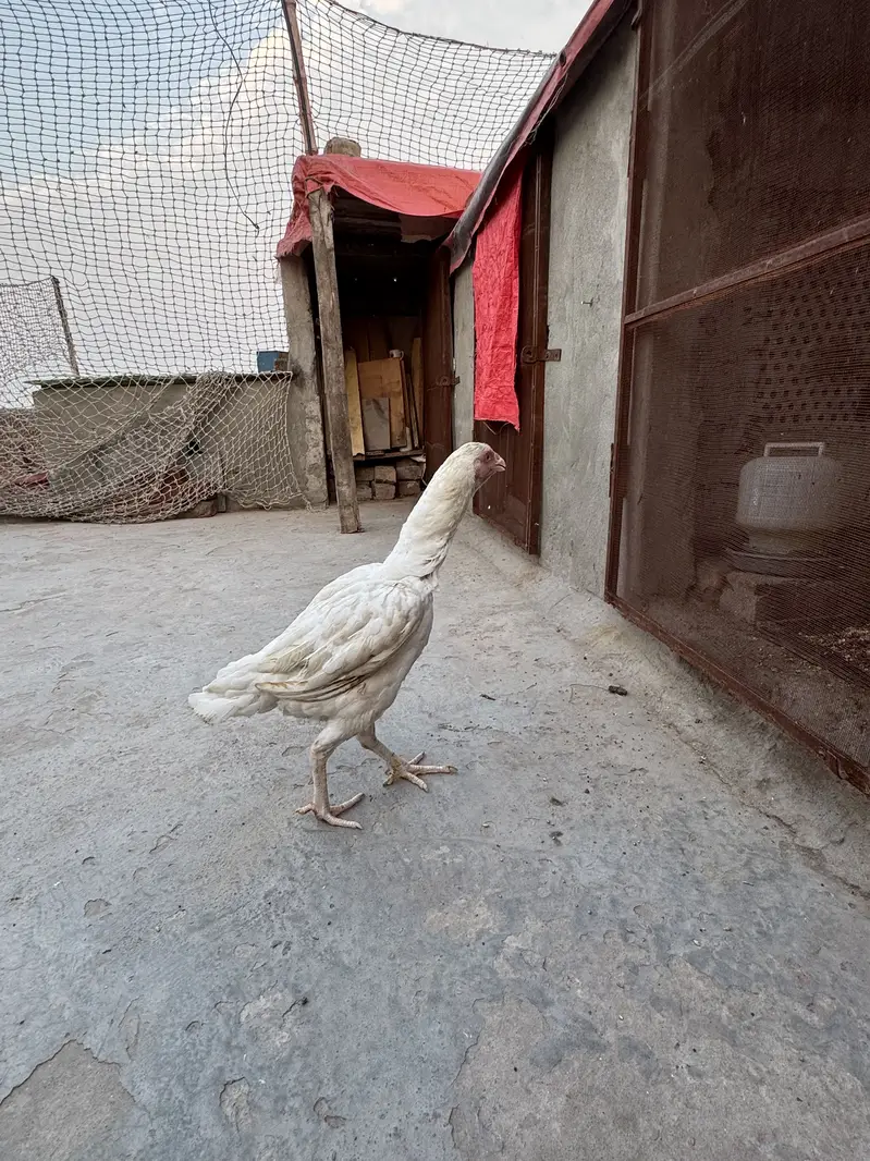 Aseel Heera | Pure White | Male Female Breeder Available — photo 3