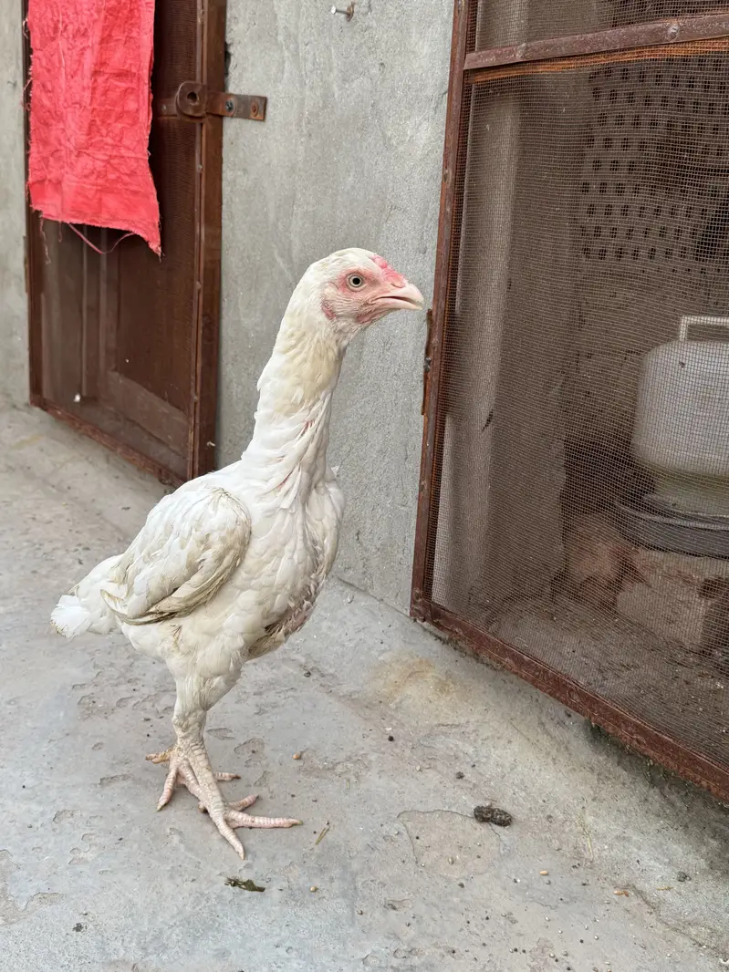Aseel Heera | Pure White | Male Female Breeder Available — photo 4
