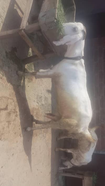 Excellent Quality goat-Ready for Sale