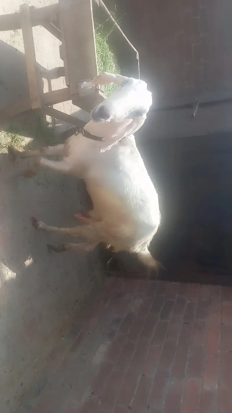Excellent Quality goat-Ready for Sale — photo 2