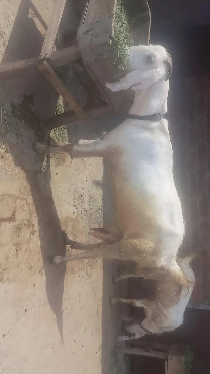 Excellent Quality goat-Ready for Sale — photo 3