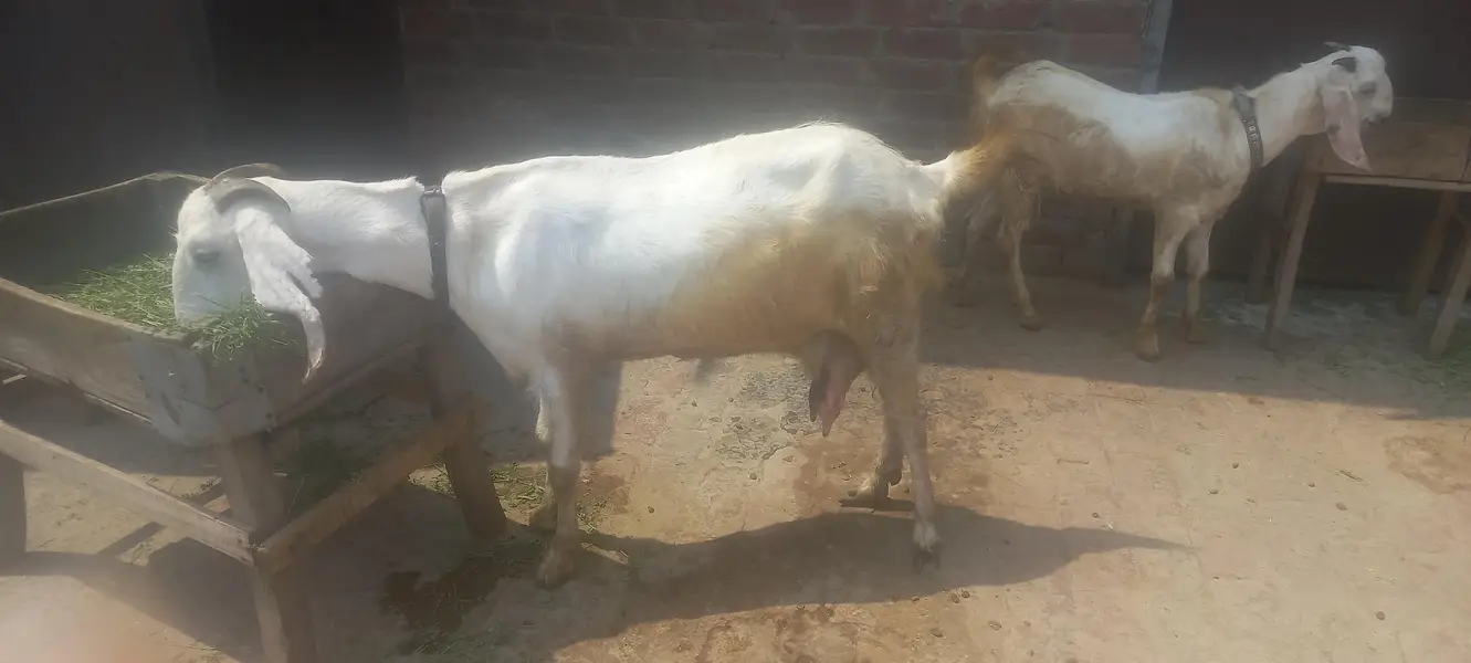Excellent Quality goat-Ready for Sale — photo 4