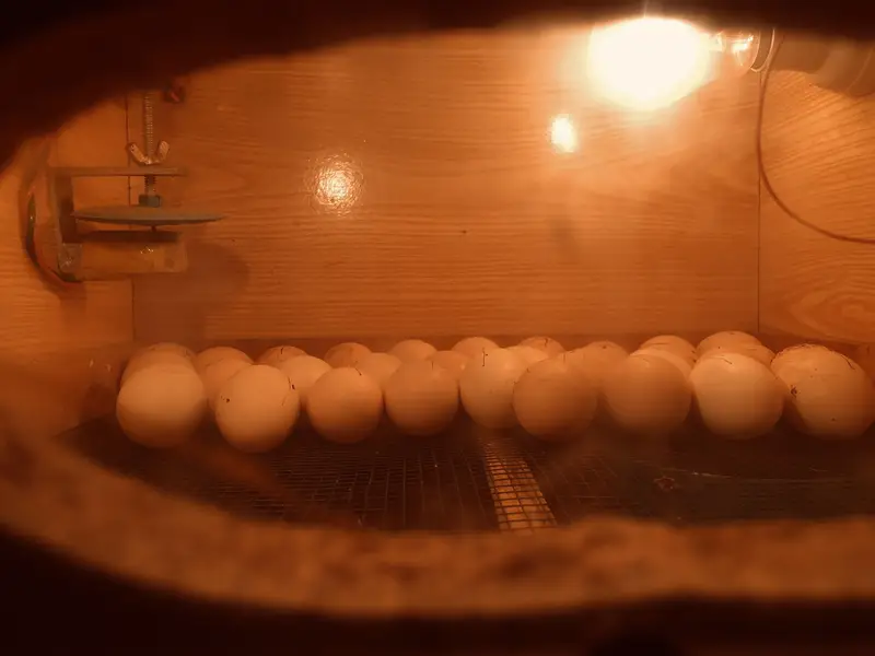 Eggs Incubator service available — photo 2