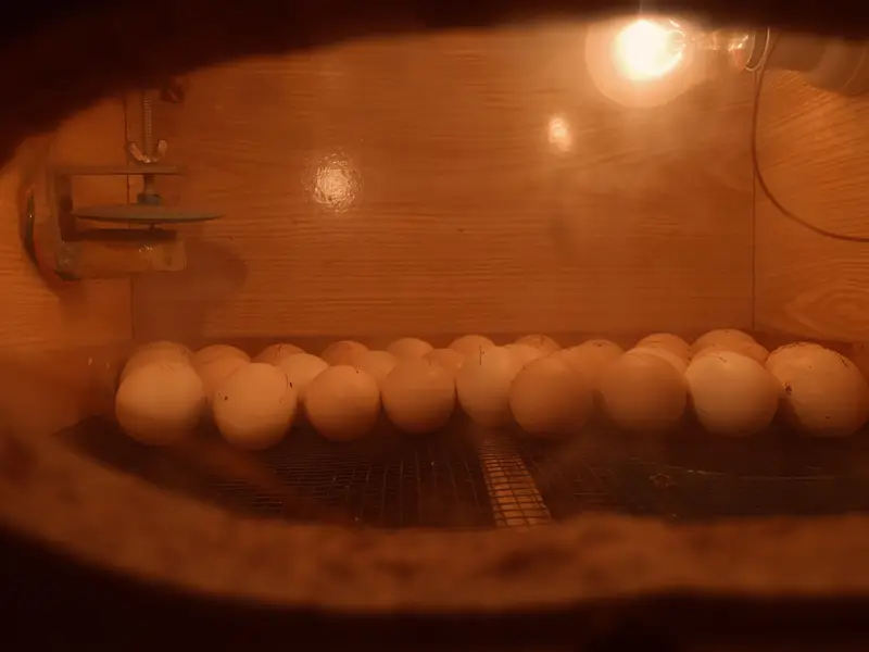 Eggs Incubator service available — photo 3