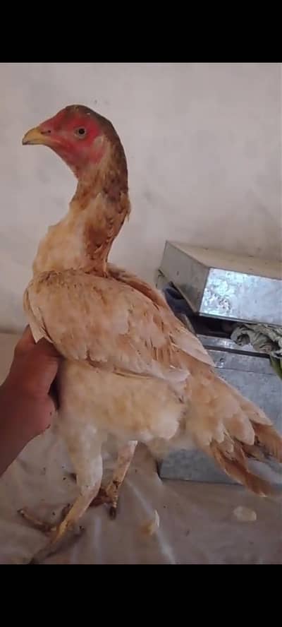jagiri madi long haghit
